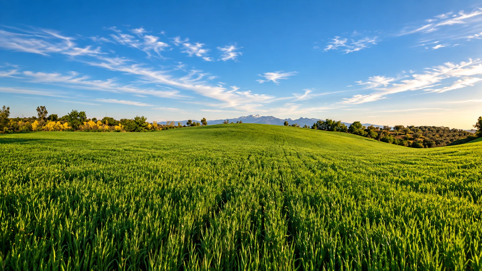 I campi coltivati dell’azienda Agrigodino